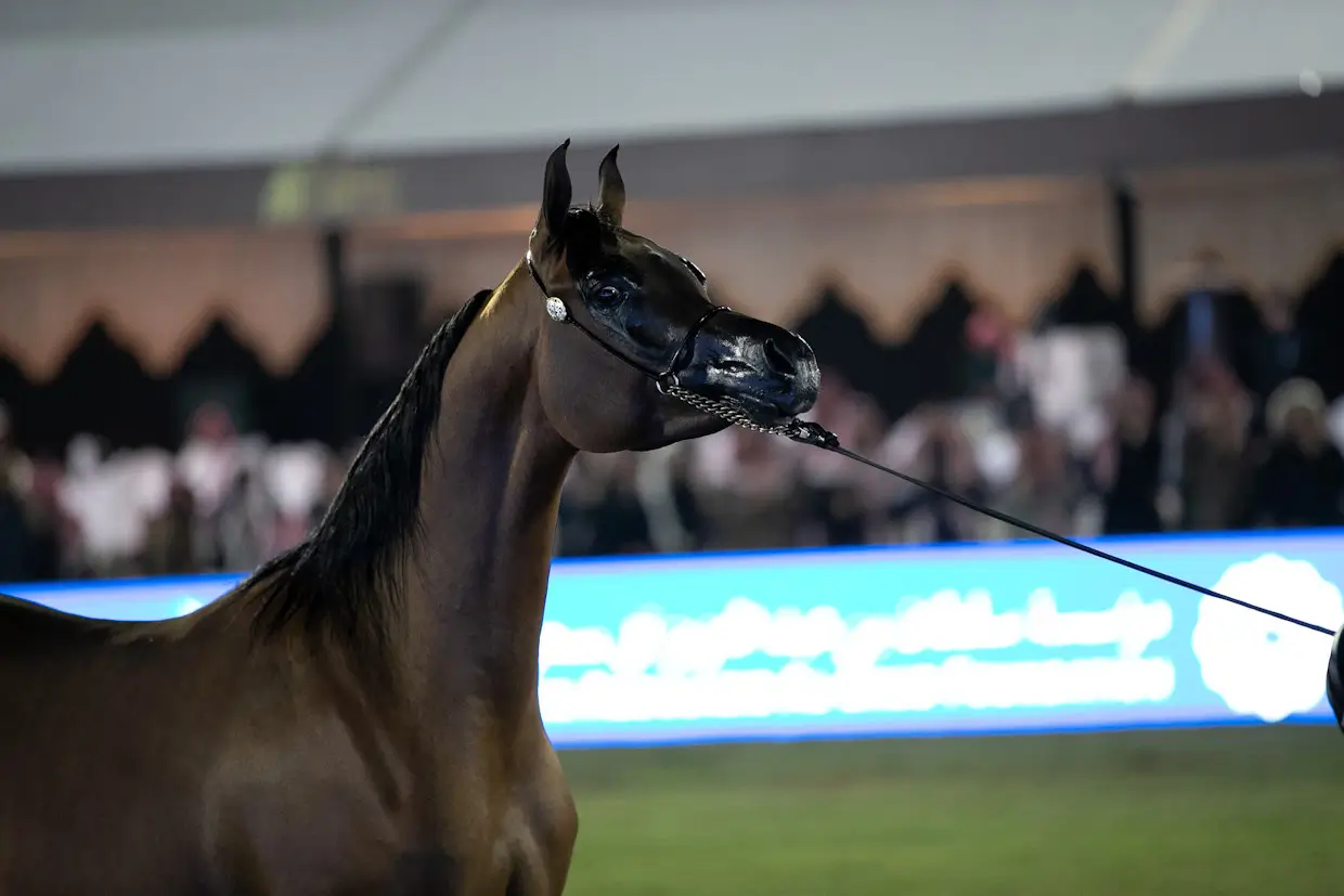 Prince Sultan Bin Abdulaziz International Arabian Horse Festival